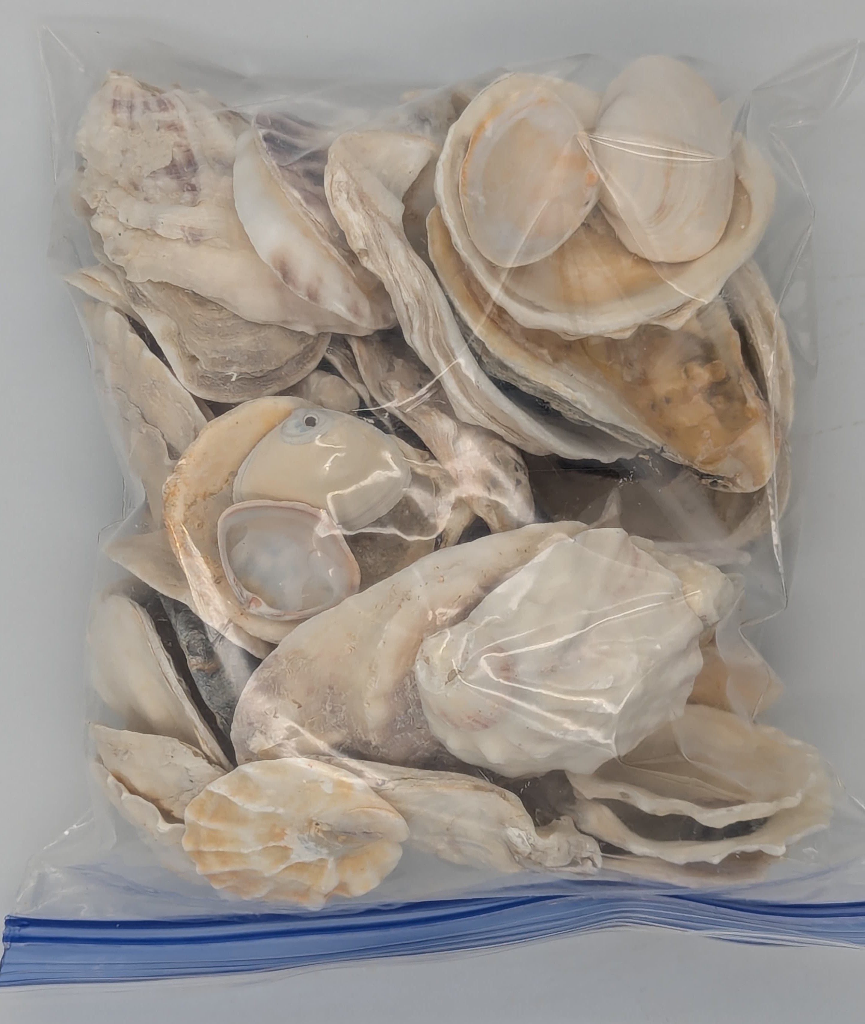 Mostly oyster shells.