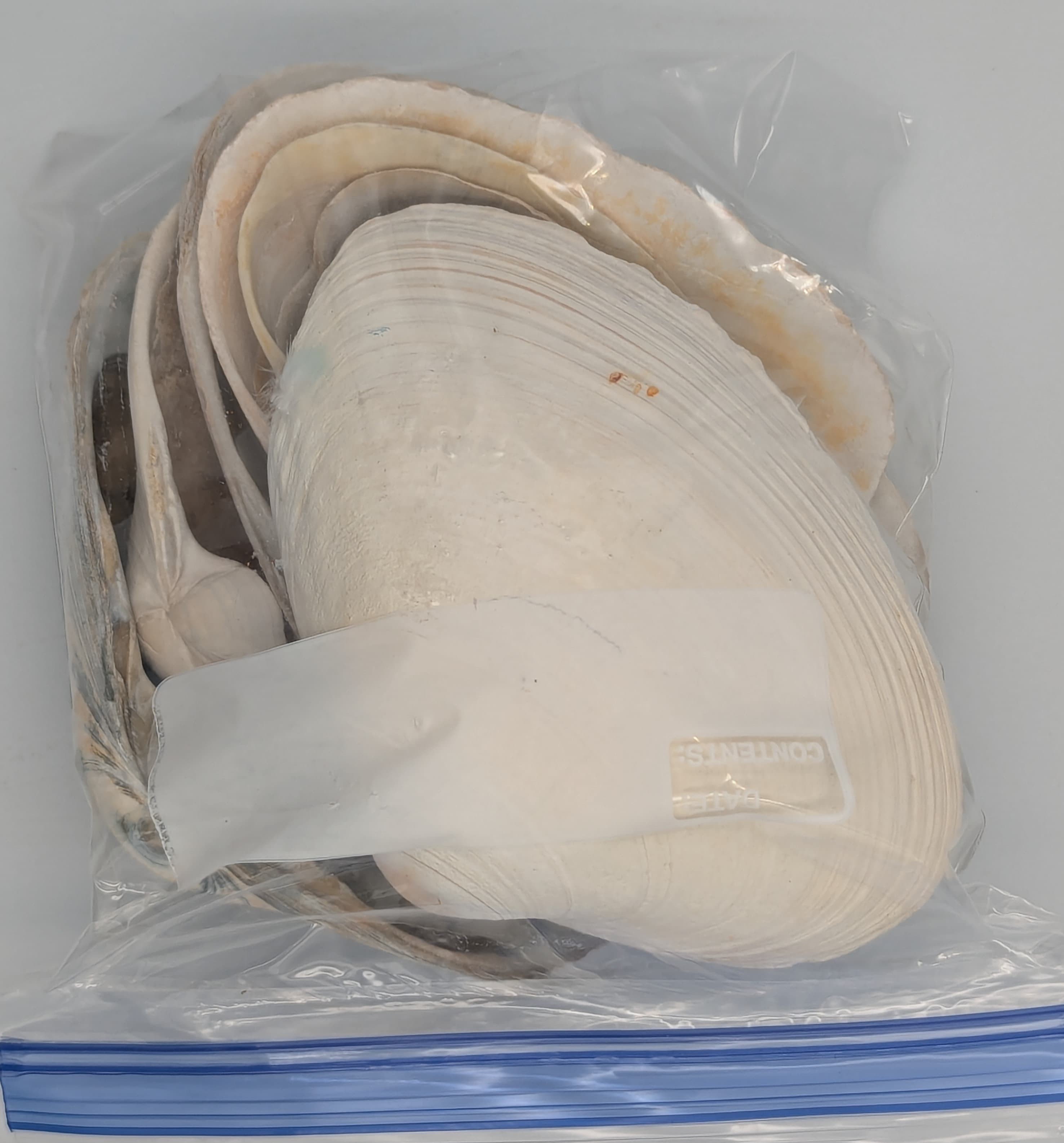 Some quahogs are plain old white.