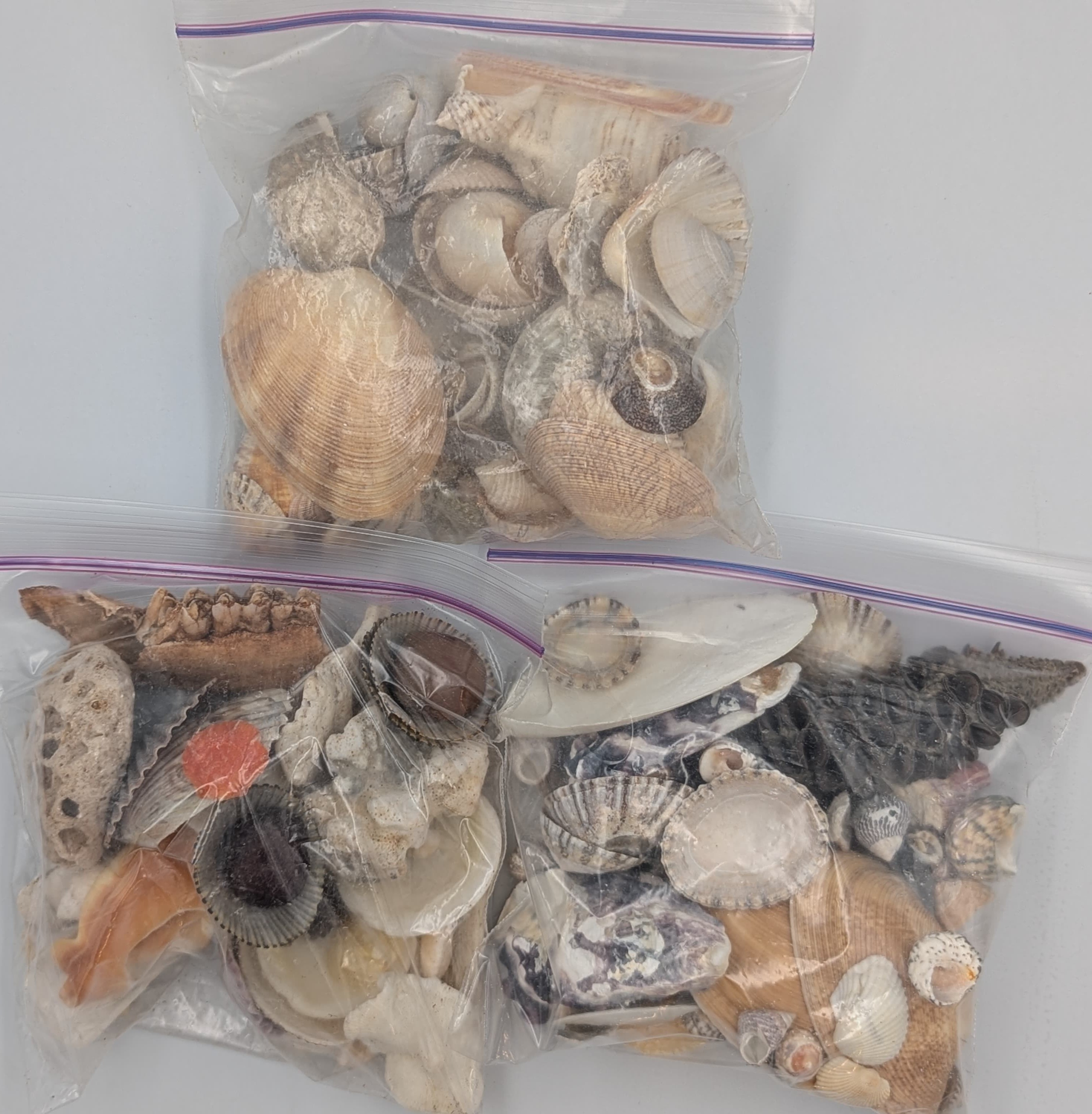 Sydney Seashells
