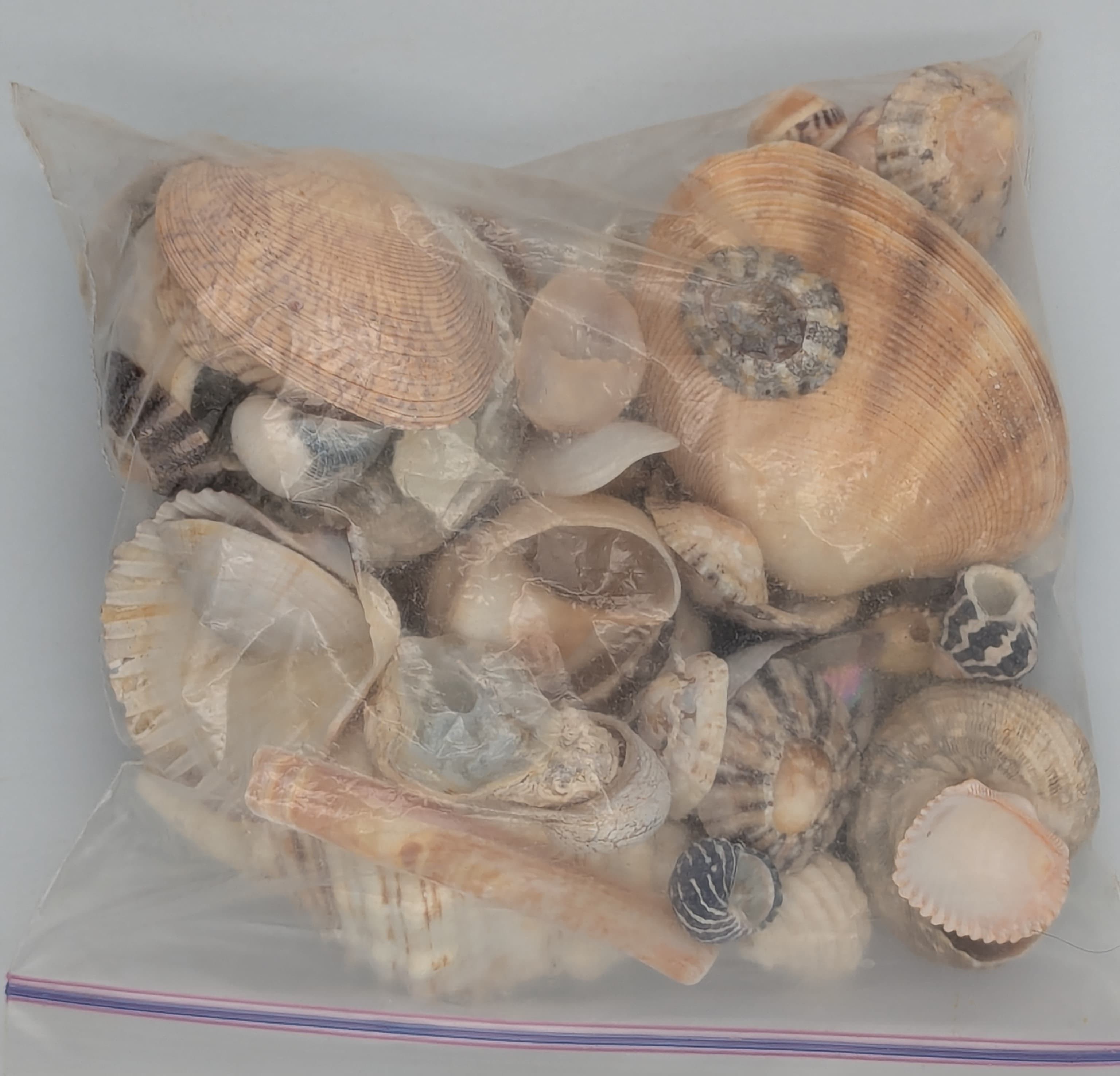 Limpet, more limpets, and a big fancy shell