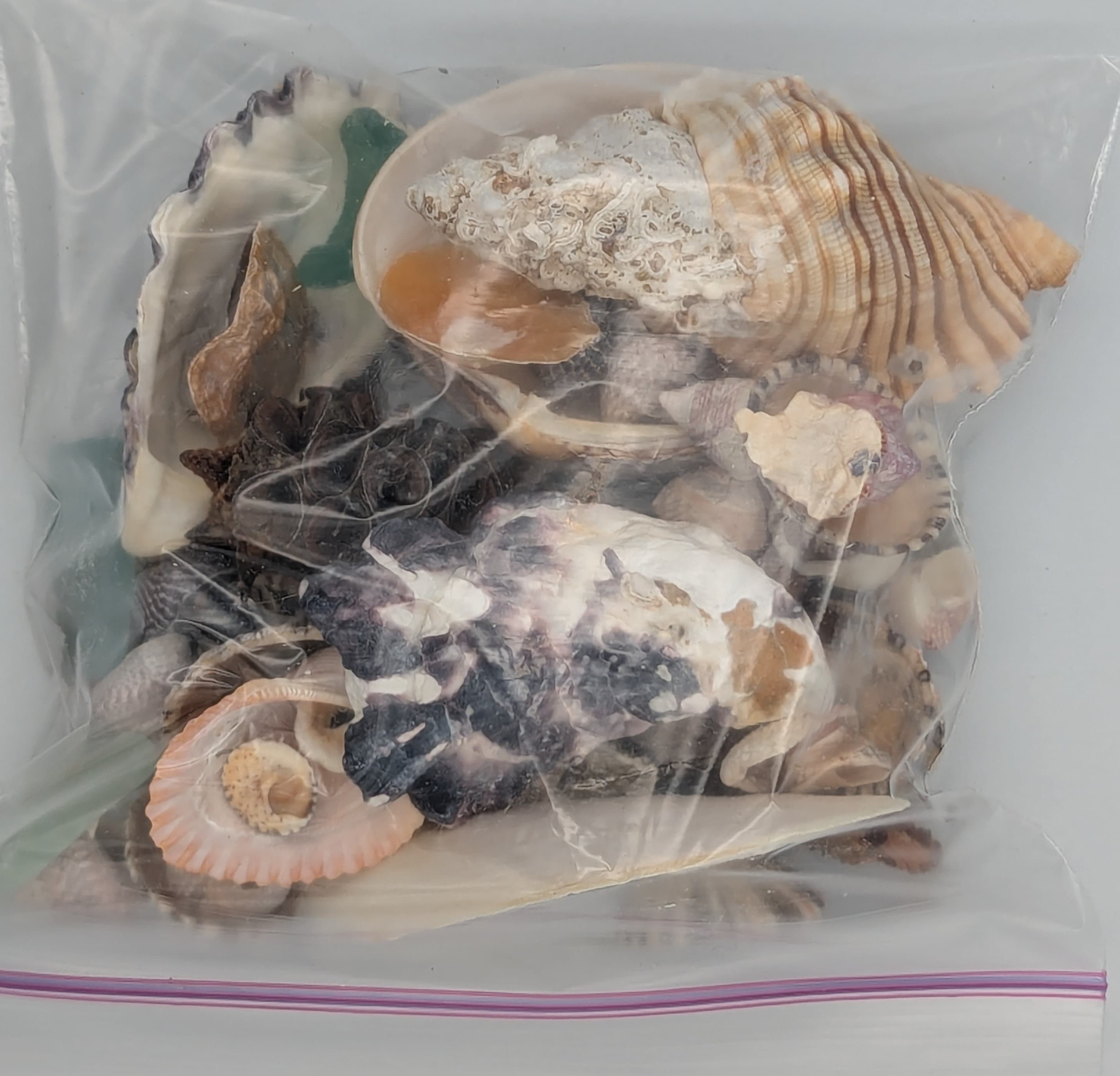 Interesting shells that you don't find in the USA.