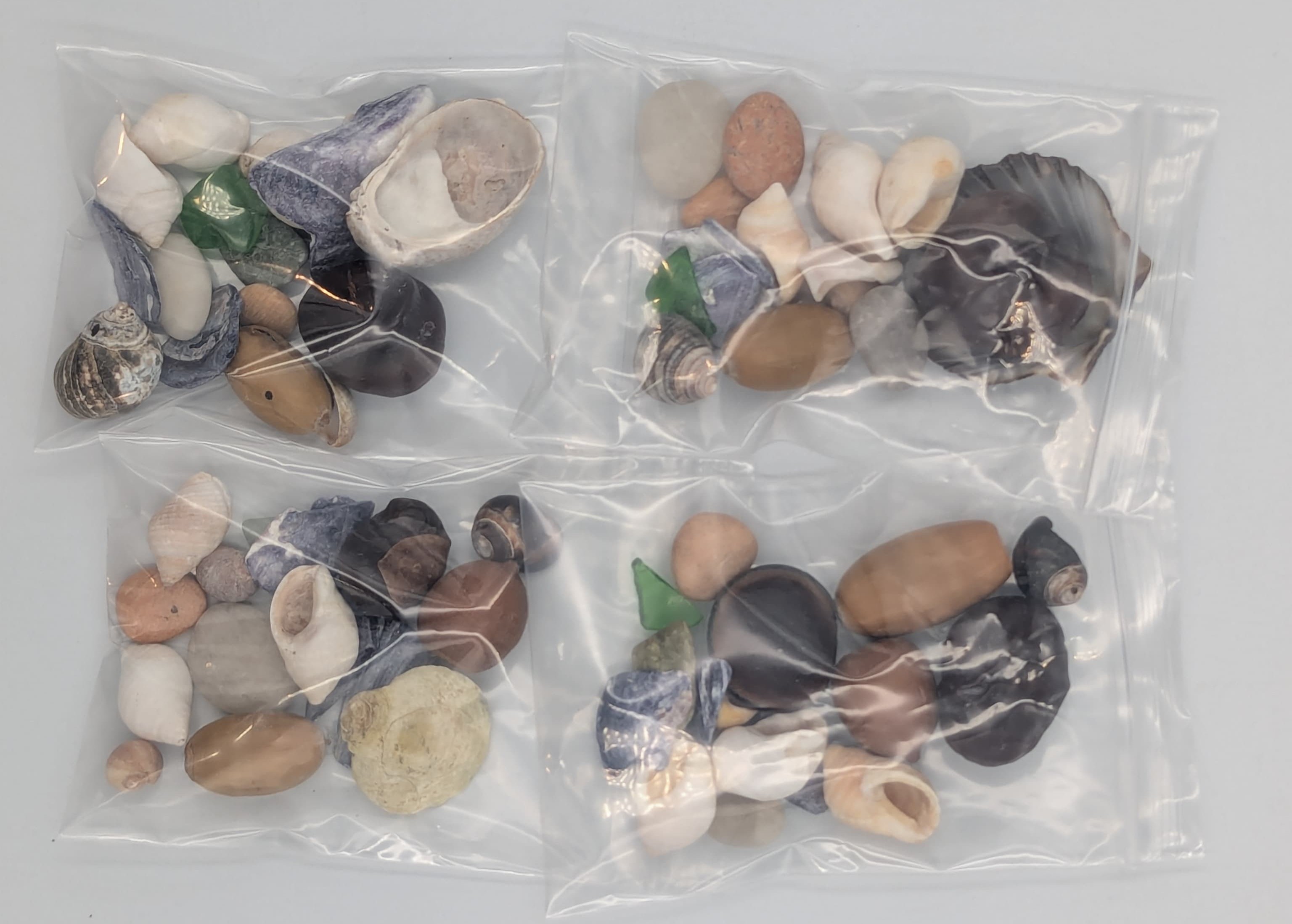 Maine Seashells